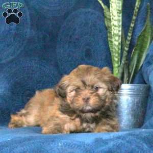 Reeses, Shih Tzu Puppy