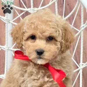 Reeses, Bich-Poo Puppy