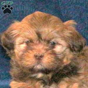 Reeses, Shih Tzu Puppy