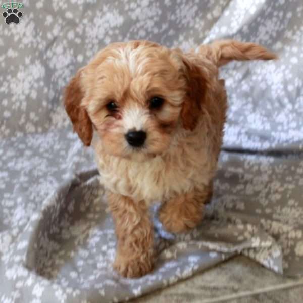 Reeses, Cavapoo Puppy