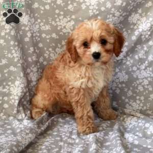Reeses, Cavapoo Puppy