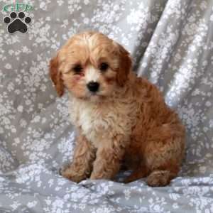 Reeses, Cavapoo Puppy