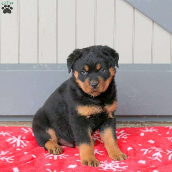 Reggie, Rottweiler Puppy