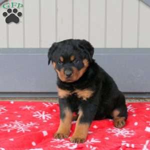 Reggie, Rottweiler Puppy