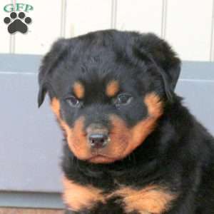 Reggie, Rottweiler Puppy