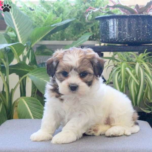 Regina, Teddy Bear Puppy