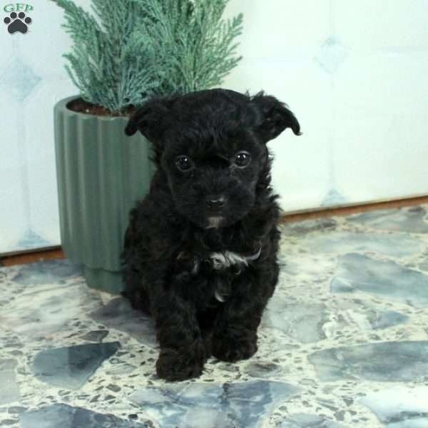 Regina, Yorkie Poo Puppy