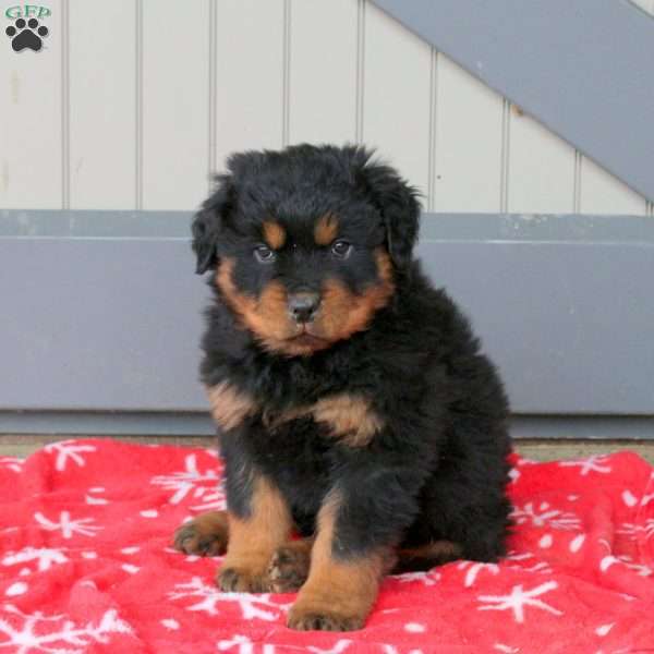 Regis, Rottweiler Puppy
