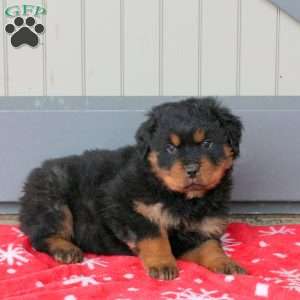 Regis, Rottweiler Puppy