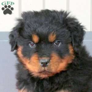 Regis, Rottweiler Puppy