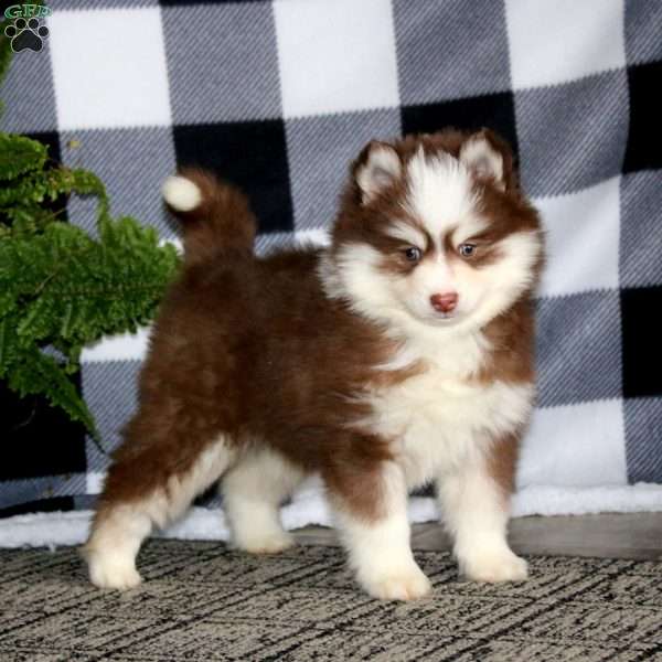 Remi, Pomsky Puppy