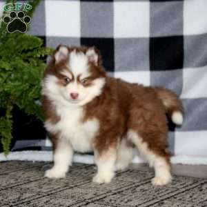 Remi, Pomsky Puppy