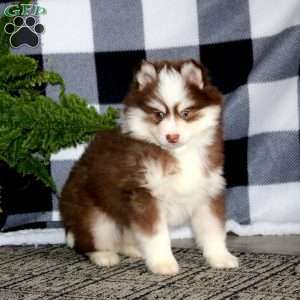 Remi, Pomsky Puppy