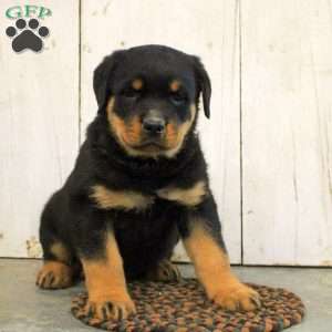 Remington, Rottweiler Puppy