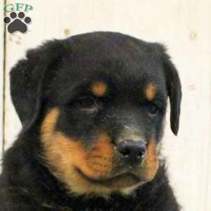 Remington, Rottweiler Puppy