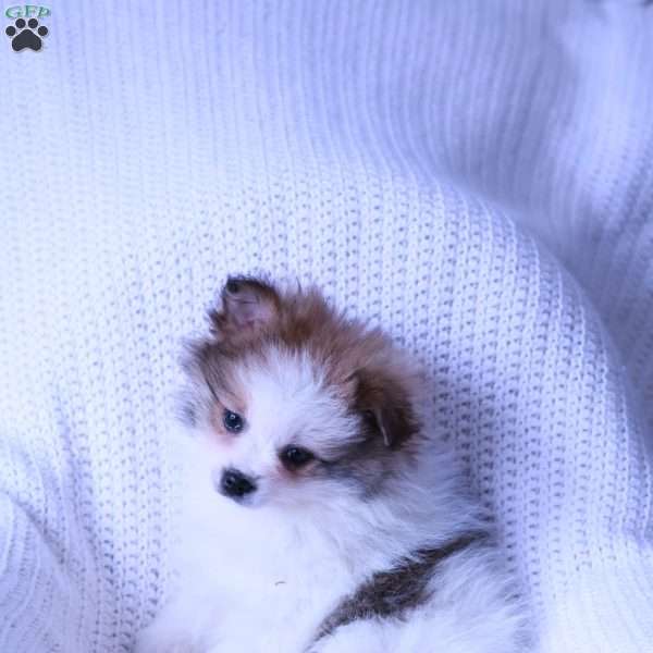 Marlow, Pomeranian Puppy