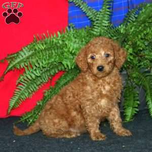 Reuben, Goldendoodle Puppy