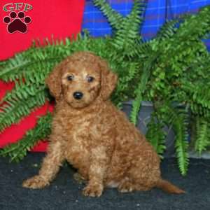 Reuben, Goldendoodle Puppy