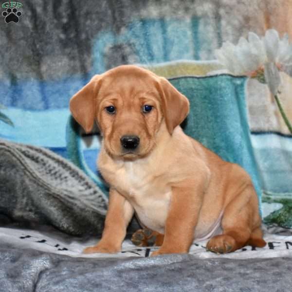 Rex, Fox Red Labrador Retriever Puppy