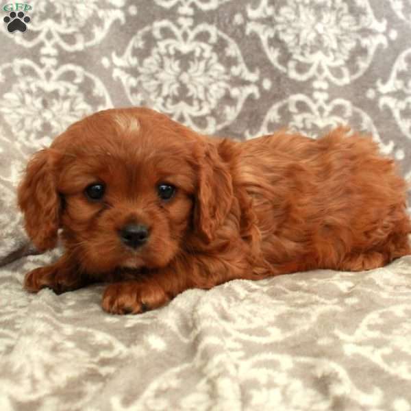 Rex, Cavalier King Charles Spaniel Puppy