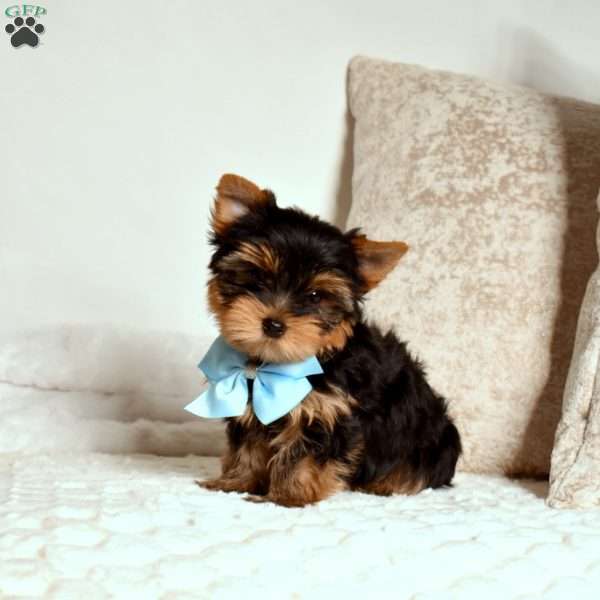 Rex, Yorkie Puppy