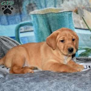 Rex, Fox Red Labrador Retriever Puppy