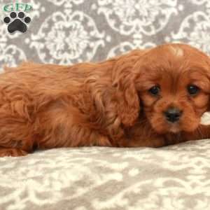 Rex, Cavalier King Charles Spaniel Puppy