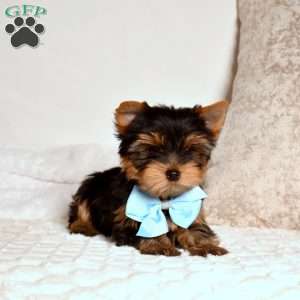 Rex, Yorkie Puppy