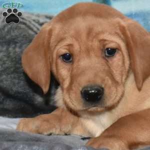 Rex, Fox Red Labrador Retriever Puppy
