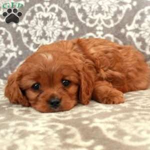 Rex, Cavalier King Charles Spaniel Puppy