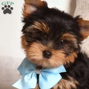 Rex, Yorkie Puppy