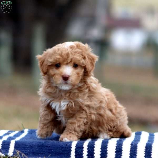 Rianna, Cockapoo Puppy