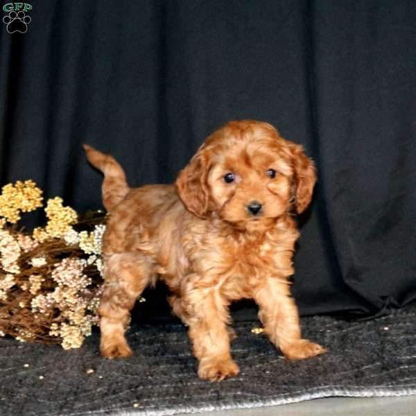 Rianna, Cavapoo Puppy