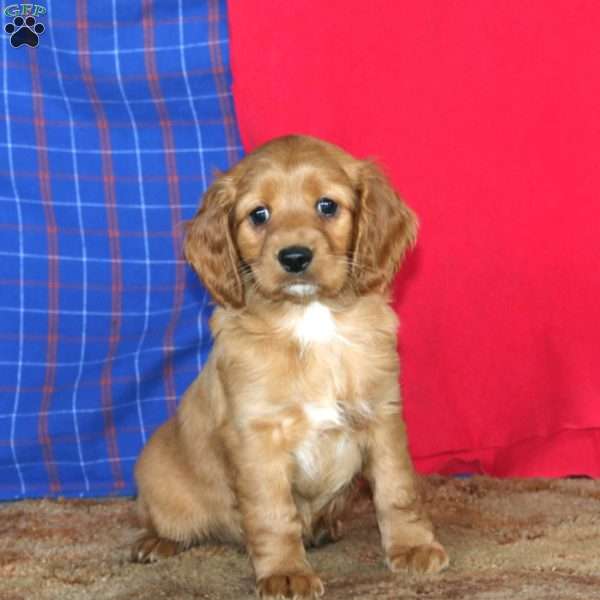 Rianna, Cockapoo Puppy