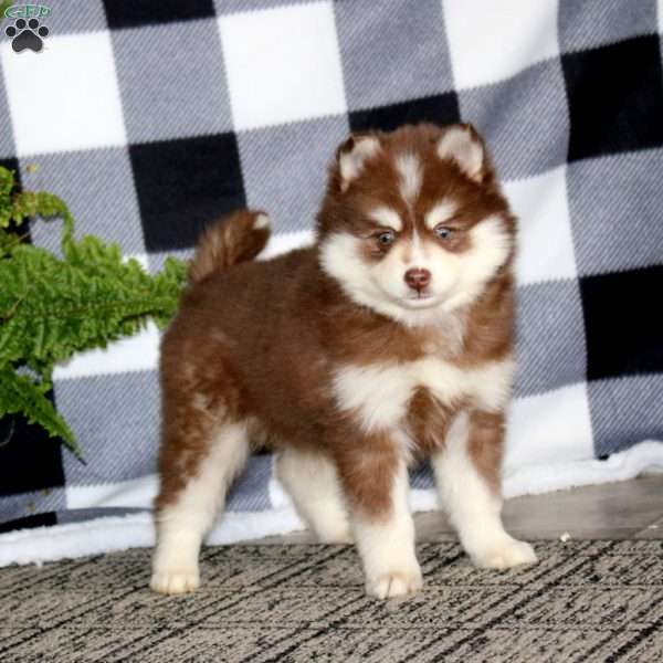 Rianna, Pomsky Puppy