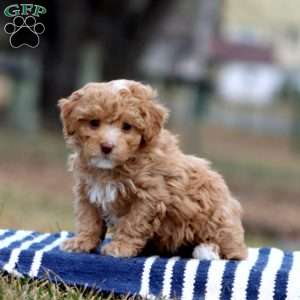 Rianna, Cockapoo Puppy