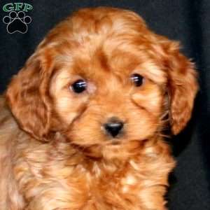 Rianna, Cavapoo Puppy