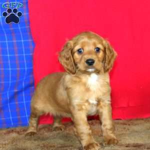 Rianna, Cockapoo Puppy