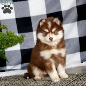 Rianna, Pomsky Puppy