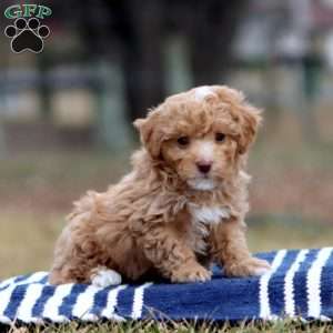 Rianna, Cockapoo Puppy