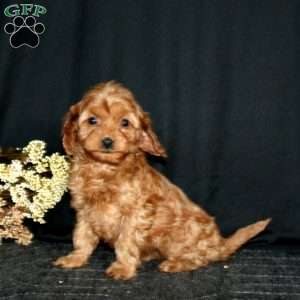 Rianna, Cavapoo Puppy