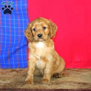 Rianna, Cockapoo Puppy