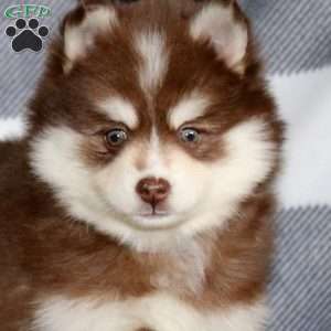 Rianna, Pomsky Puppy