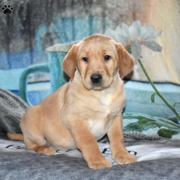 Ricky, Yellow Labrador Retriever Puppy