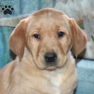 Ricky, Yellow Labrador Retriever Puppy