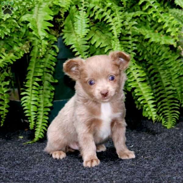 Ricky, Chihuahua Puppy