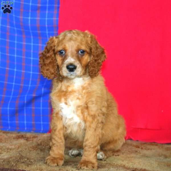 Ricky, Cockapoo Puppy