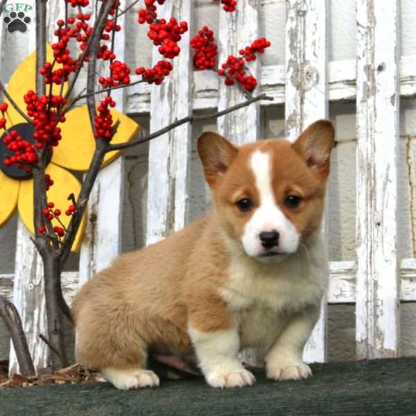 Ricky, Pembroke Welsh Corgi Puppy