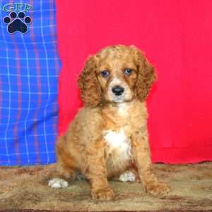 Ricky, Cockapoo Puppy