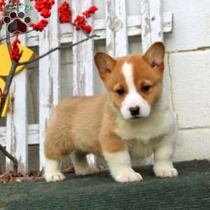 Ricky, Pembroke Welsh Corgi Puppy